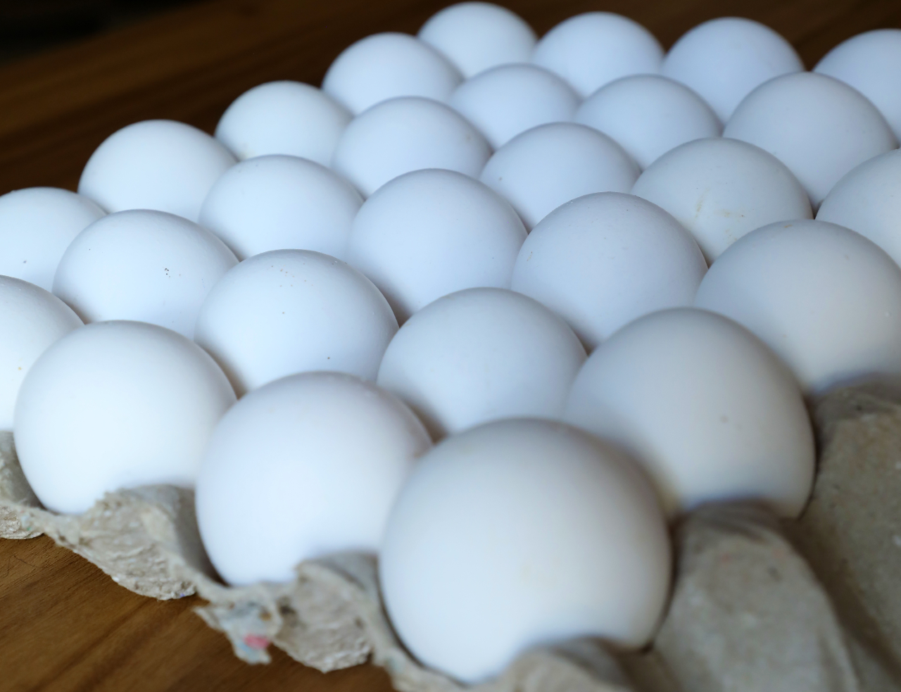 Wholesale egg farm