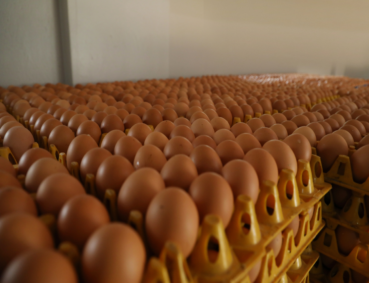egg suppliers in bangalore